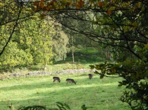 View of Stanton Deer